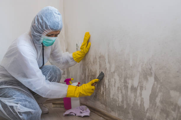 Mold Documentation for Insurance Claims in Hutchison, VA